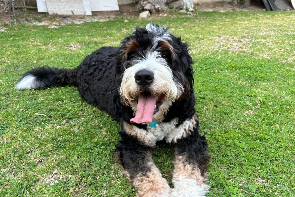 Bernedoodle Health Issues