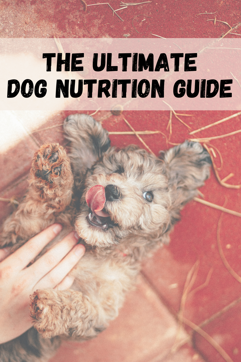 Dog nutrition guide
