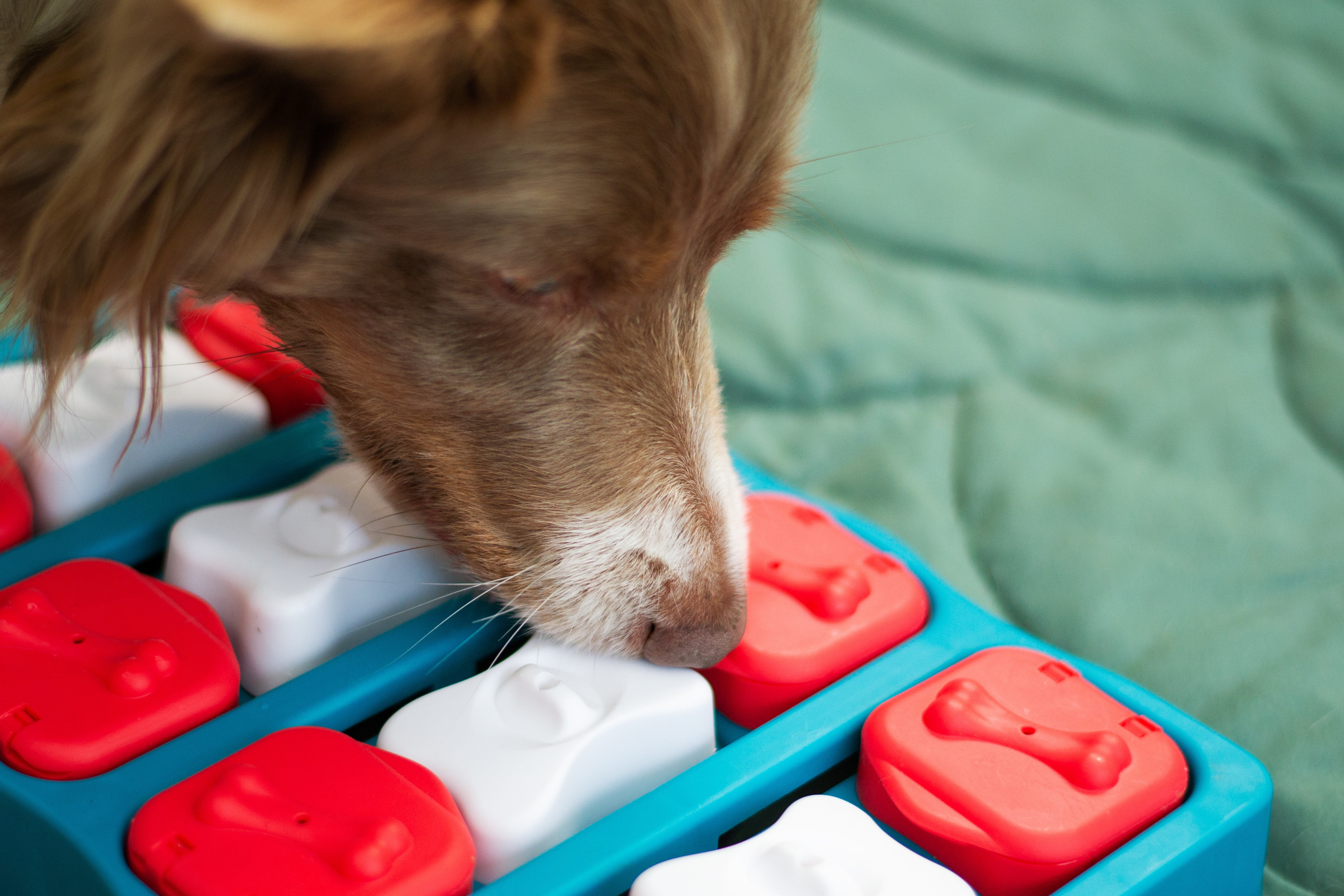 Photo of dog playing with enrichment toy