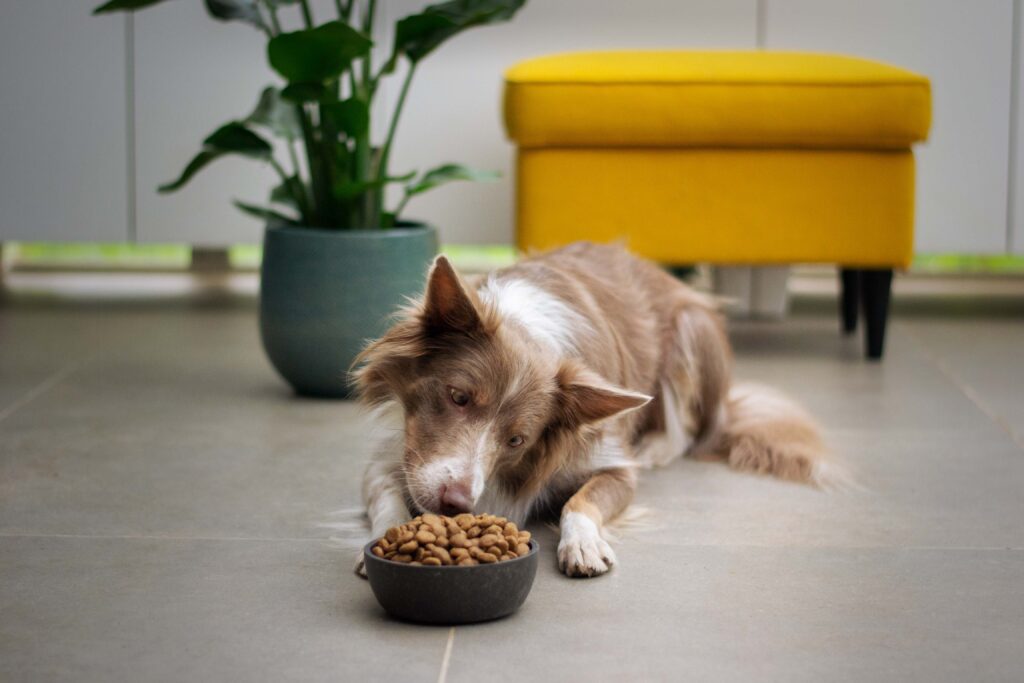 is grain free dog food good for dogs? Dog eating food