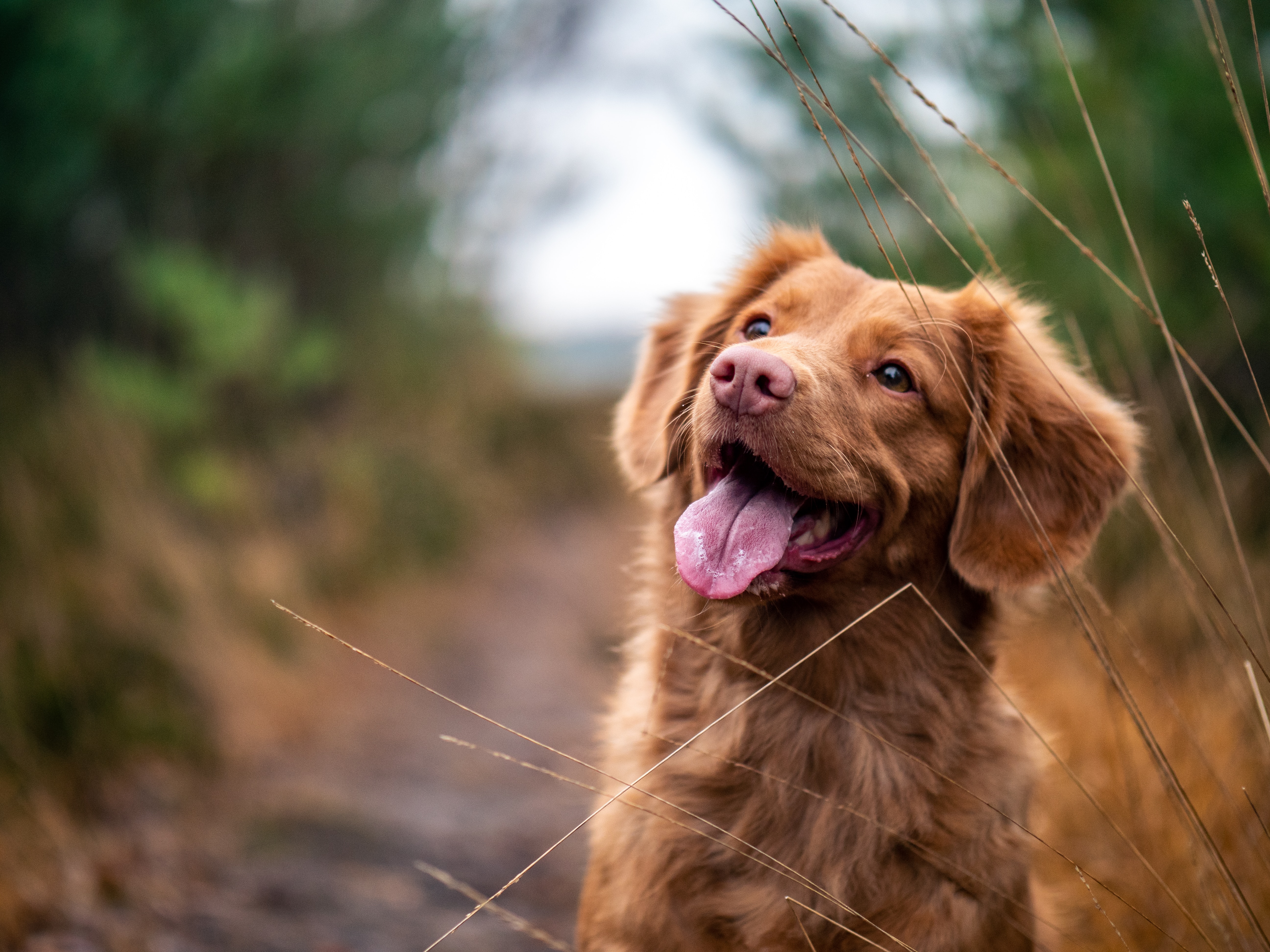 dog food allergy symptoms: happy dog