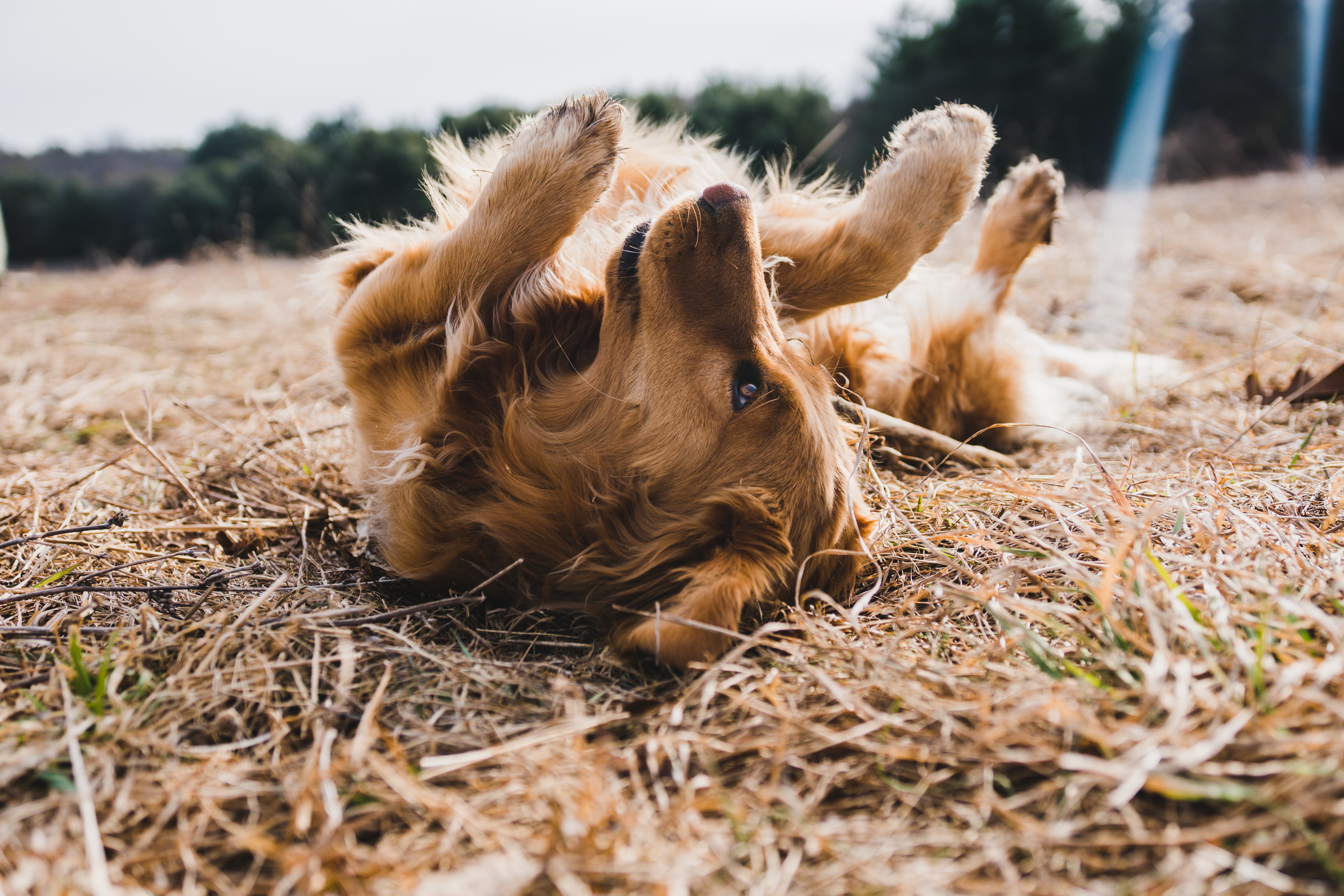 dog food allergy symptoms: dog scratching his back on grass