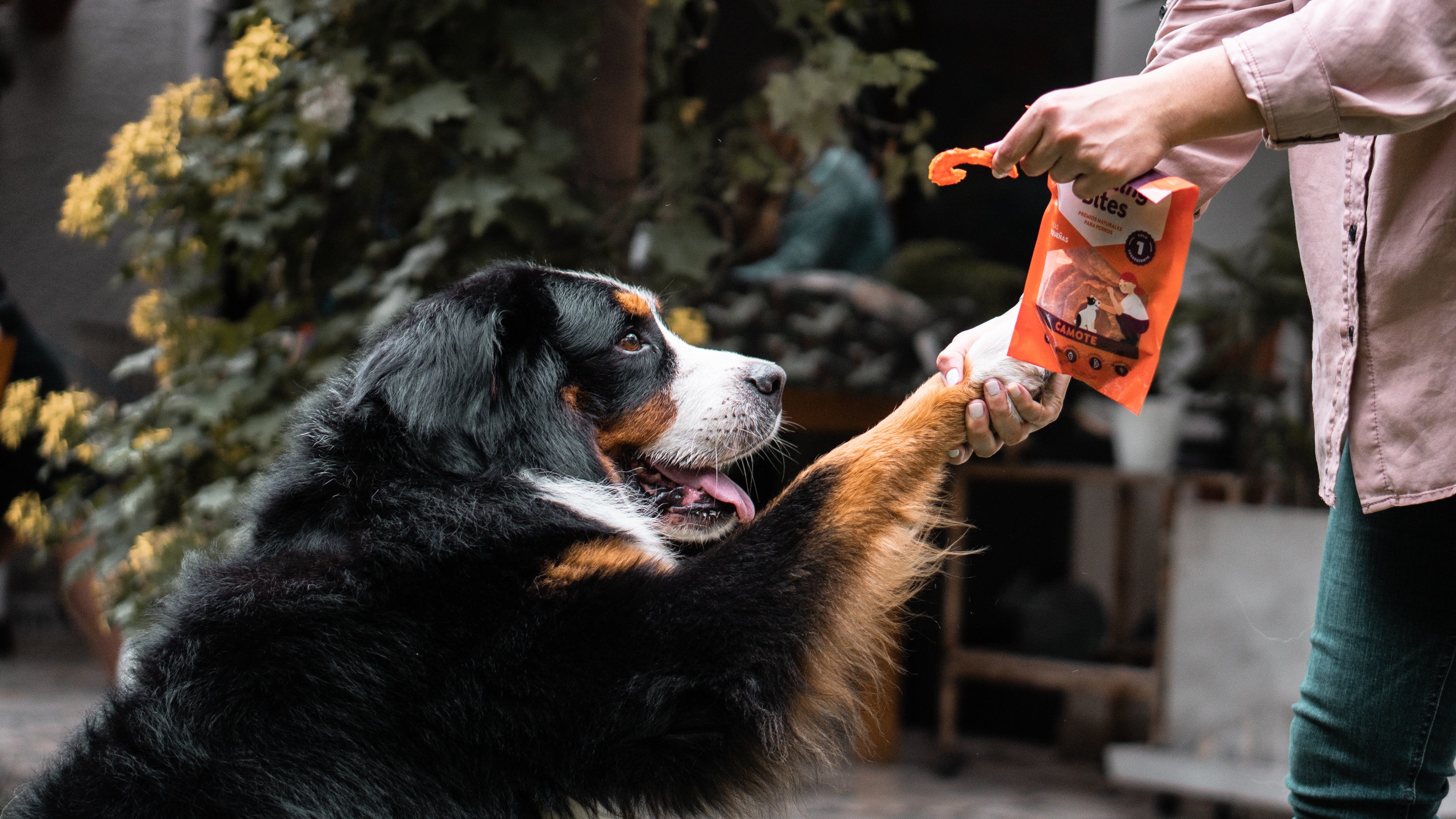 What can dogs eat for Thanksgiving: Photo of Owner giving dog a treat