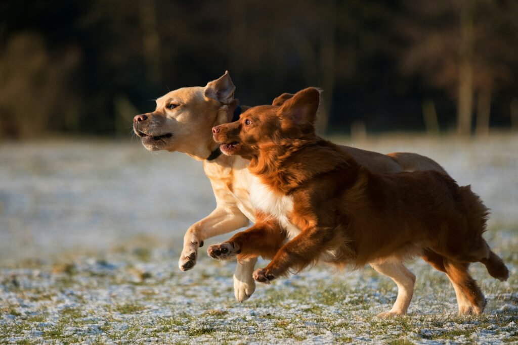 Joint supplement for large dogs: 2 dogs running together