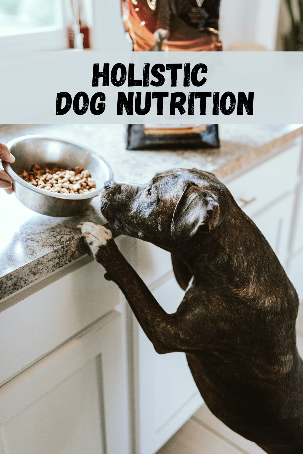 holistic dog nutrition