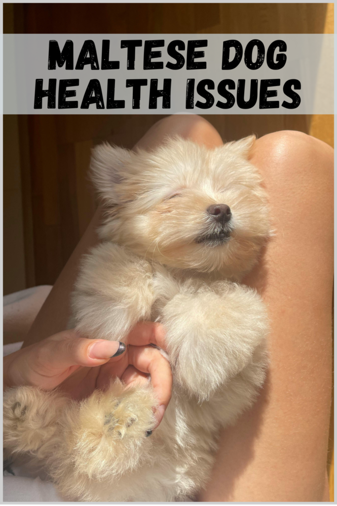 Maltese Dog Health Issues