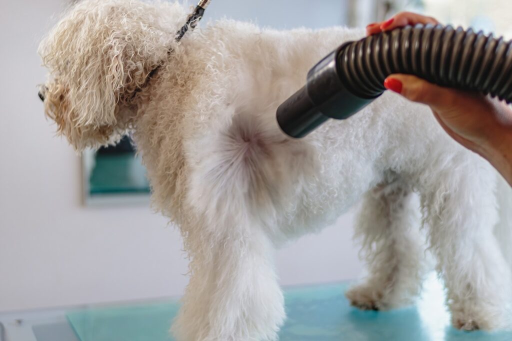 dog grooming tips for beginners