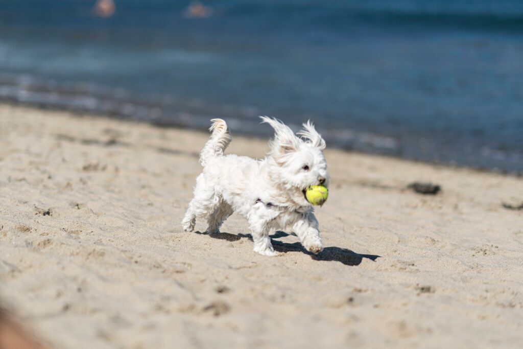 maltese dog running