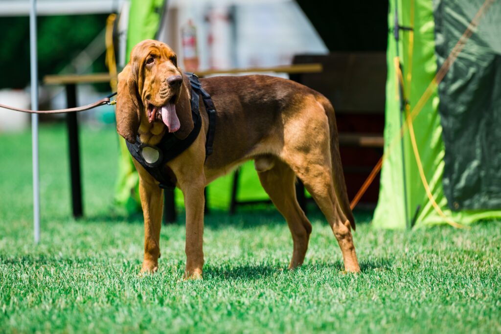 Bloodhound dog health problems