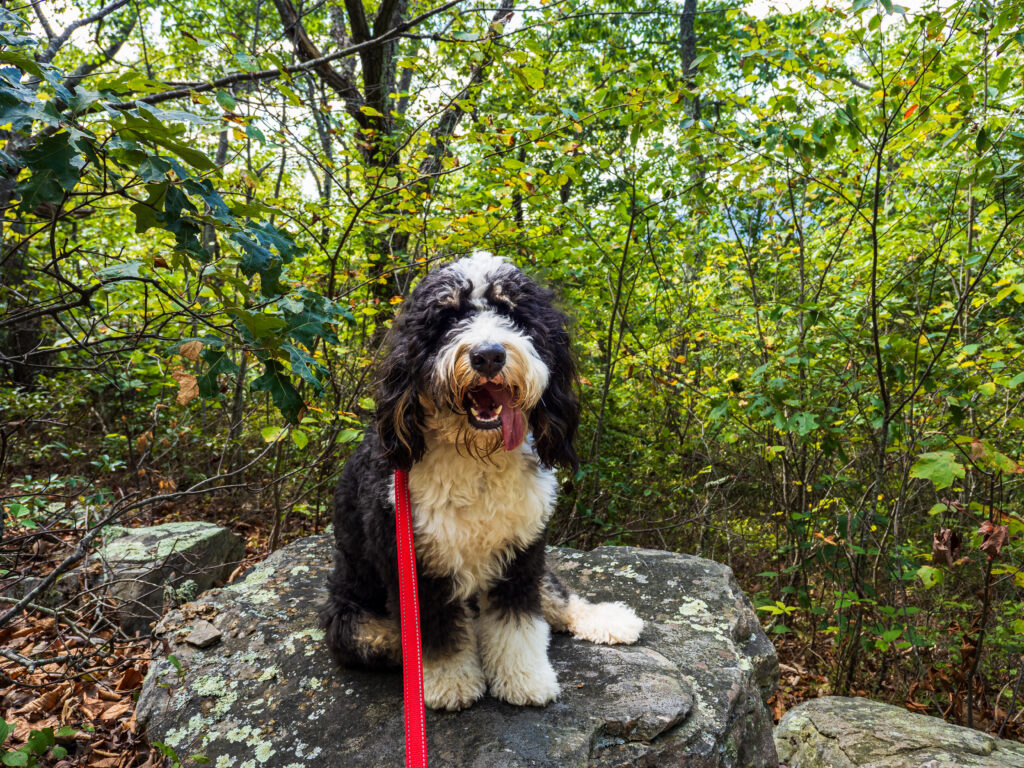 bernedoodle sitting on top of a stone, held by a red leash 