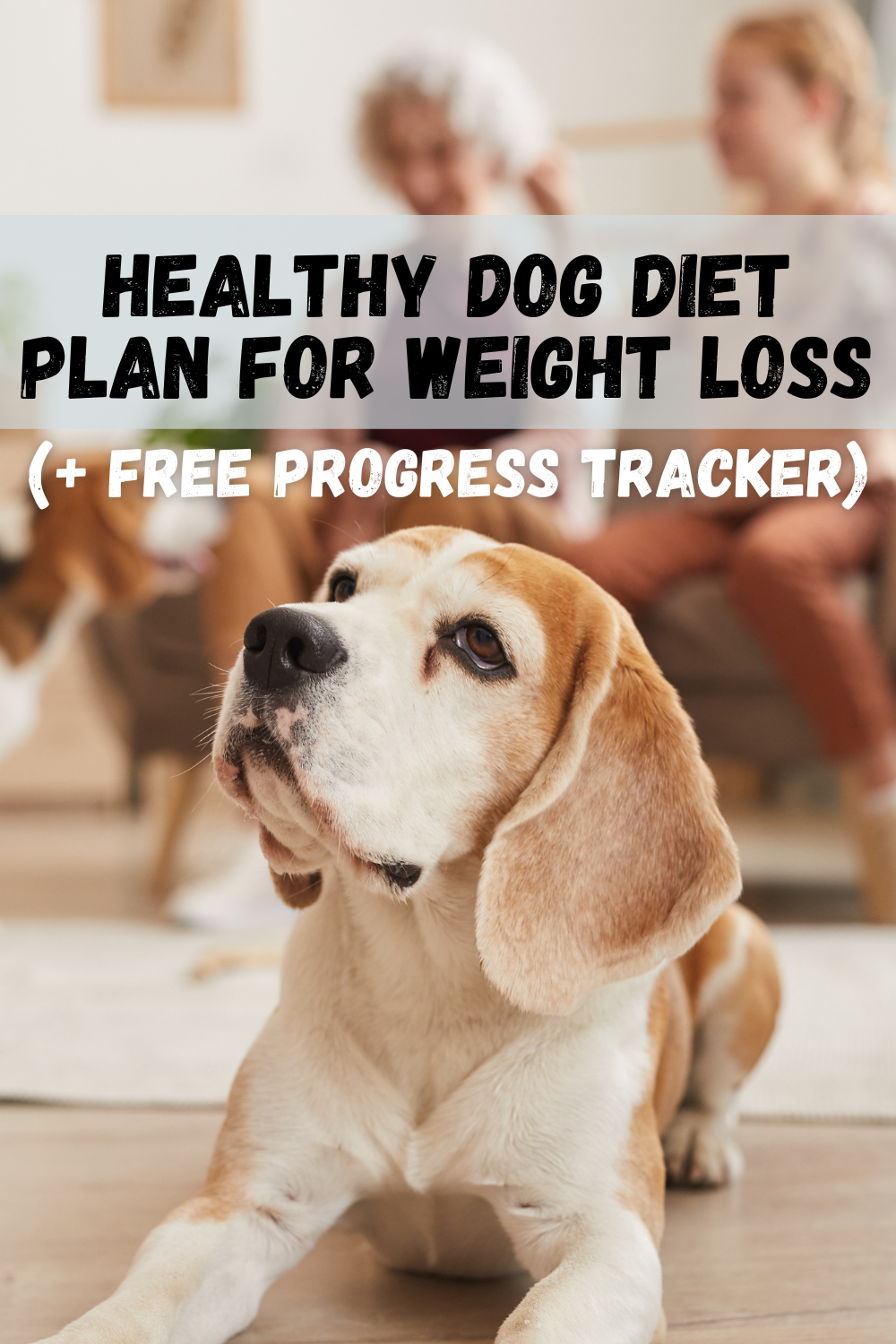 Healthy Dog Diet Plan