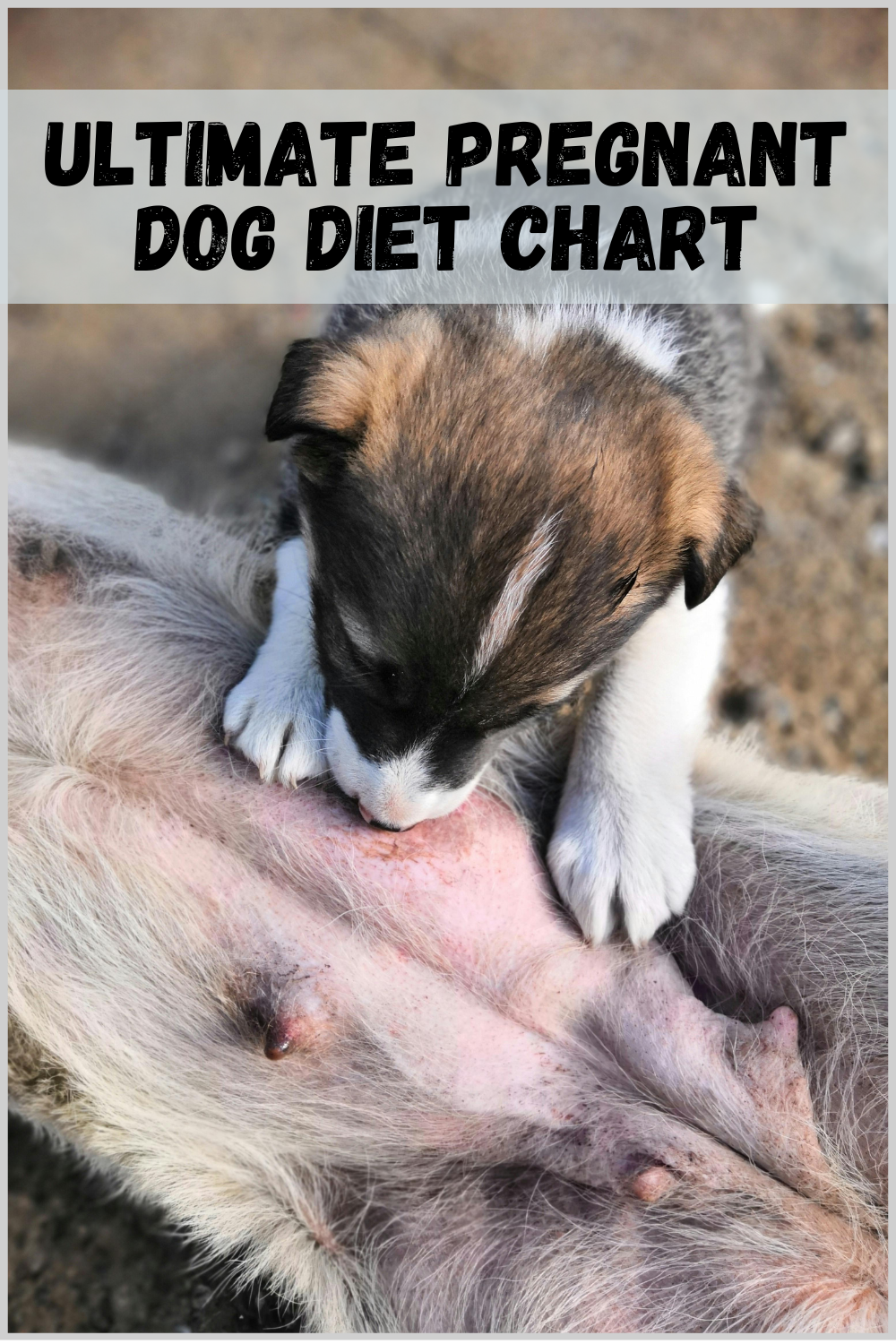 Pregnant Dog Diet Chart