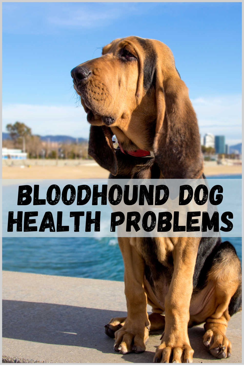 bloodhound dog health problems
