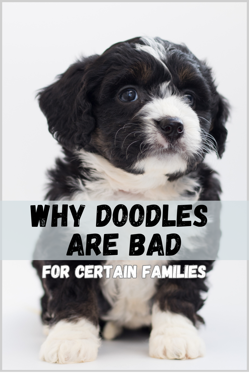 Why doodles are bad for certain families