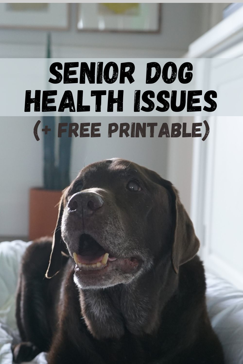 senior dog health issues