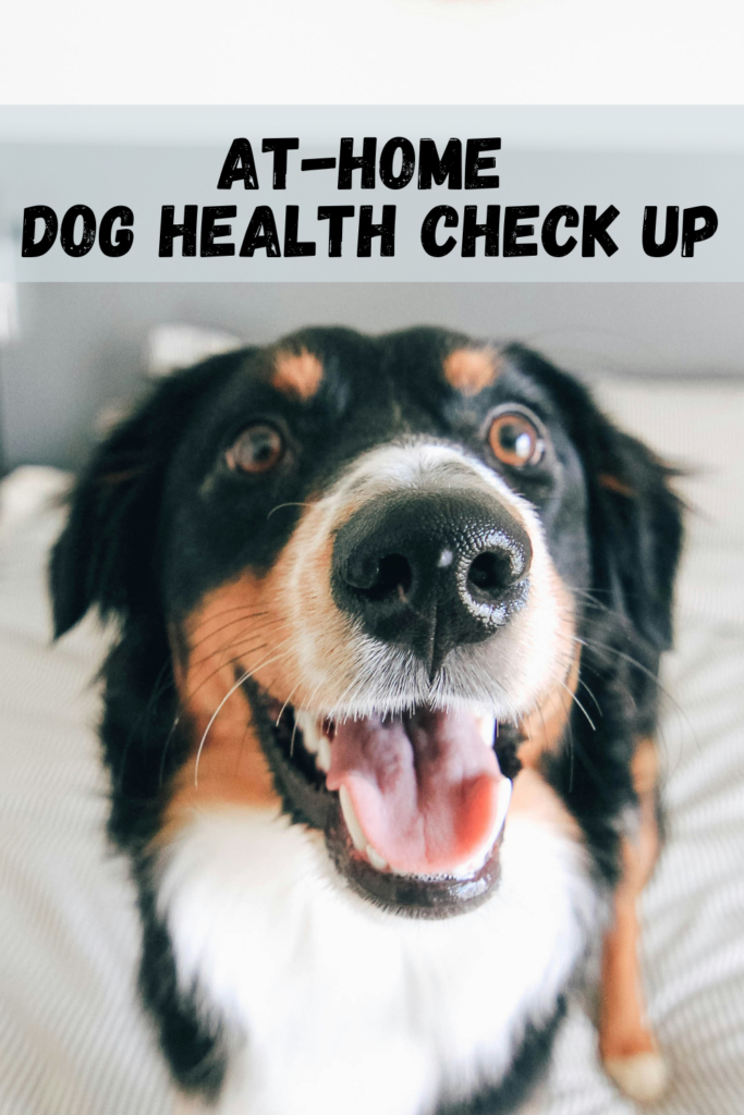 Dog Health Check Ups