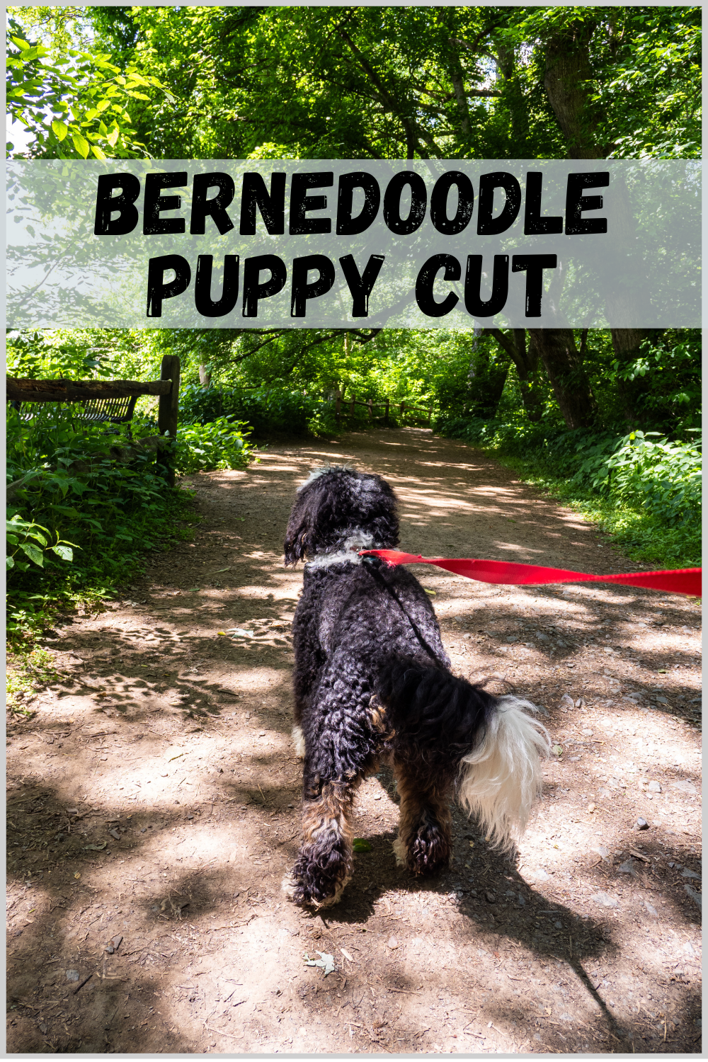 Bernedoodle Puppy Cut