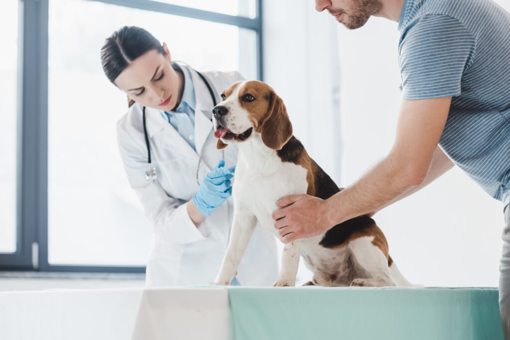 What to Know About Pet Insurance