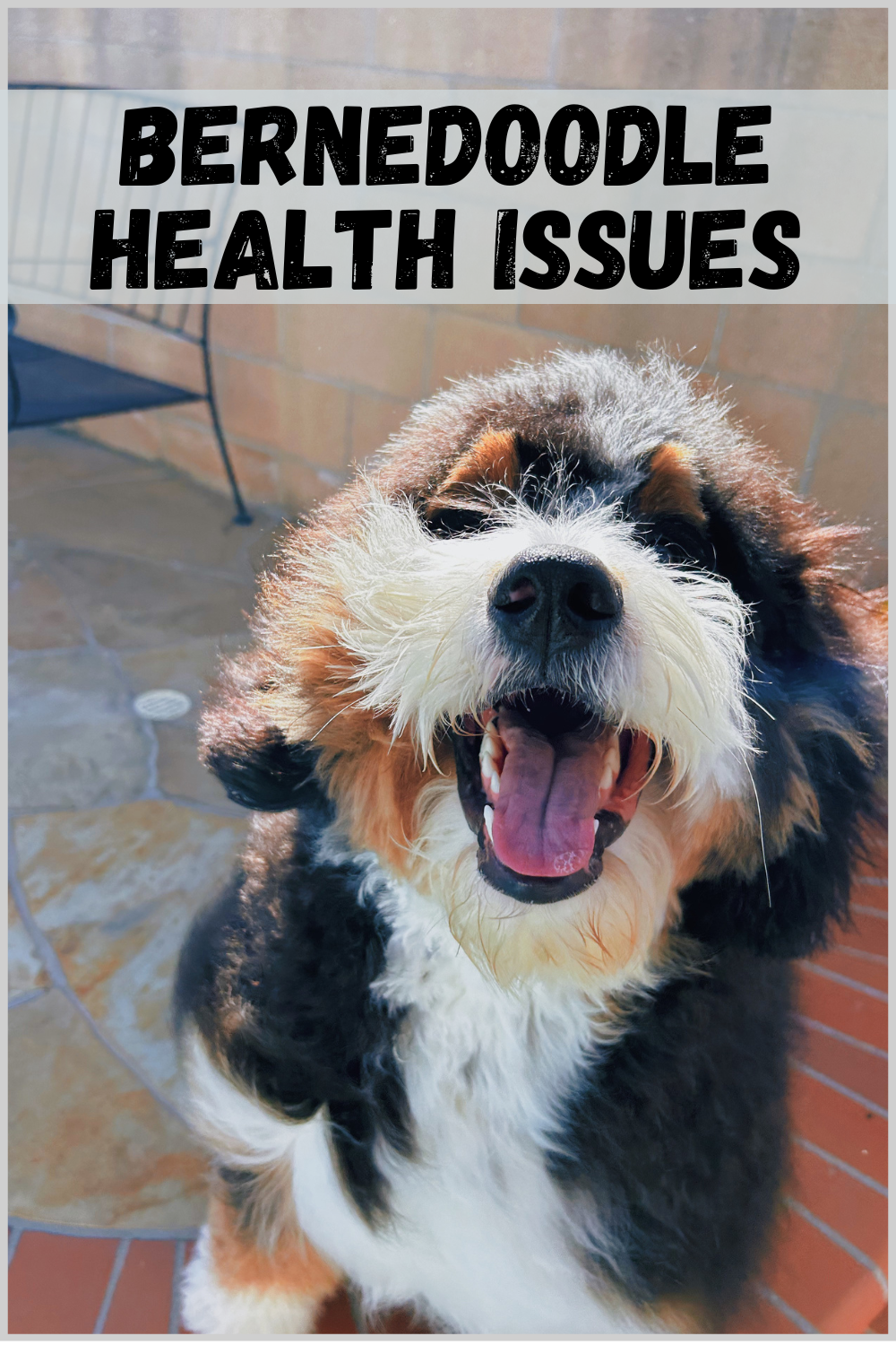Bernedoodle Health Issues
