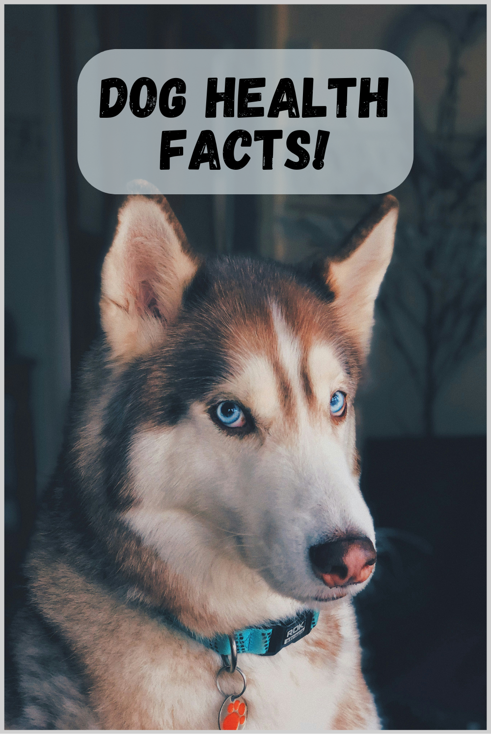 Dog Health Facts