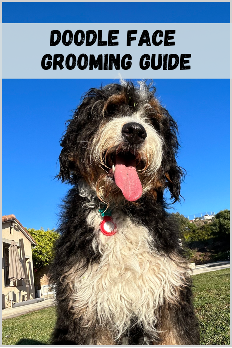 doodle face grooming guide